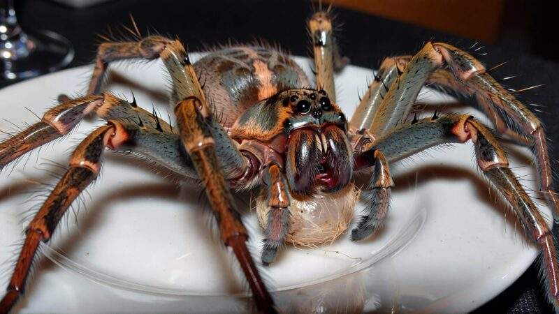 Erste Ekelprüfung im Dschungelcamp 2026: Kuhzitze und Spinnen