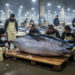 Teuerster Thunfisch aller Zeiten: 3,1 Mio. Euro in Tokio