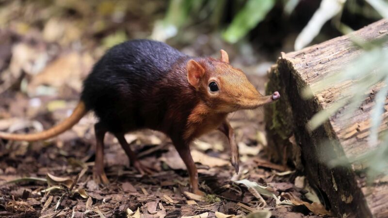 Sehr selten: Wertvolle Einzelstücke – diese Tiere zu treffen, grenzt an ein Wunder