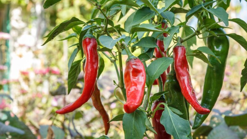 Scharfes Gemüse: Chilis pflanzen: So züchten Sie Ihre persönlichen Lieblings-Schoten