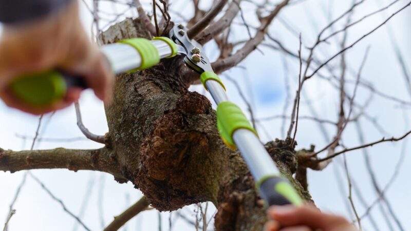 Tipps & Tools: Januar bis Dezember: Was im Gartenjahr 2026 wichtig ist