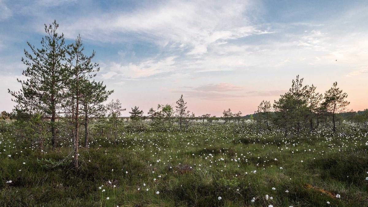 Symbolbild zum Thema Abnehmmittel Roche