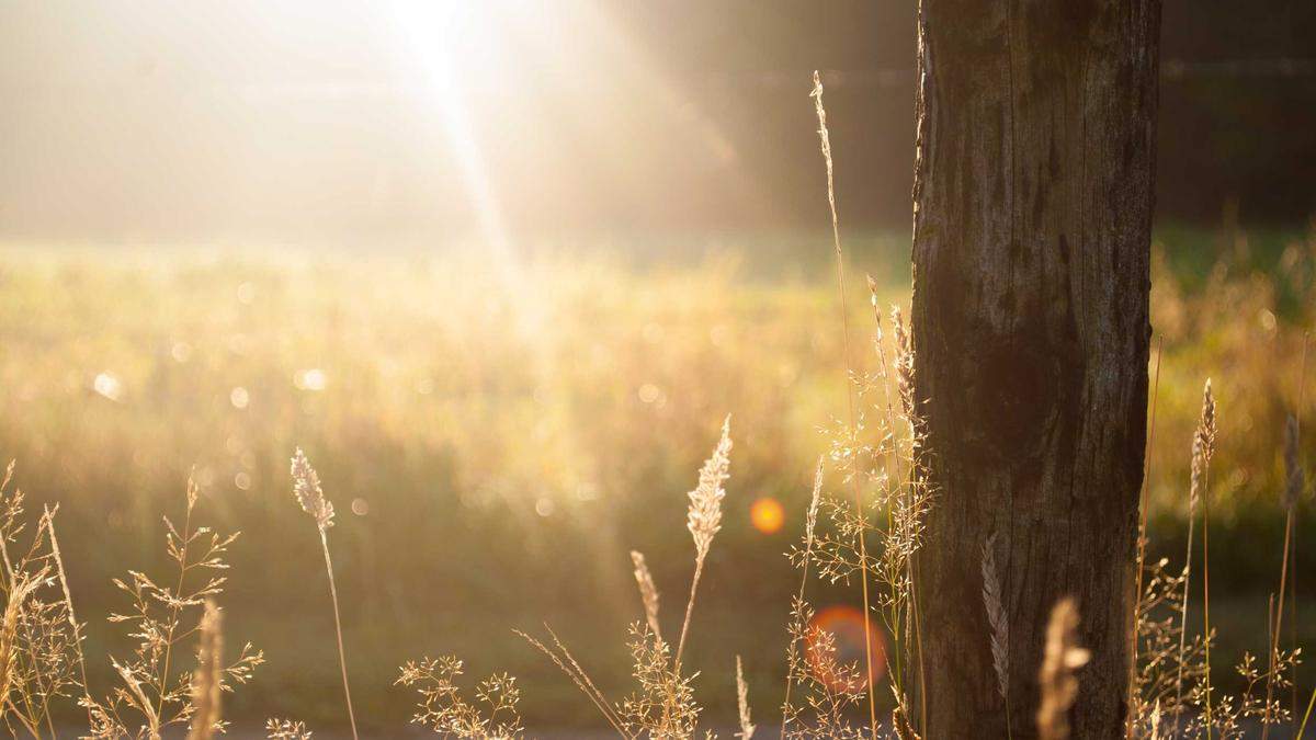 Illustration zu Adil Aouchiche Schalke