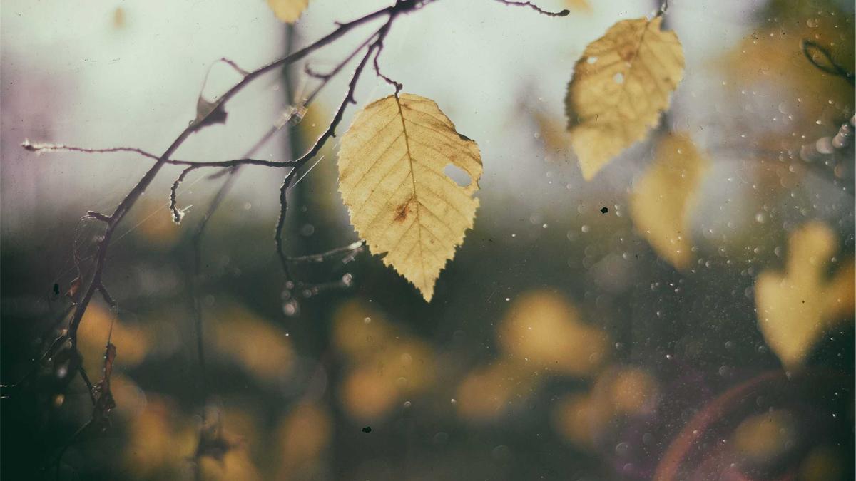 Illustration zu AFD VW Betriebsrat