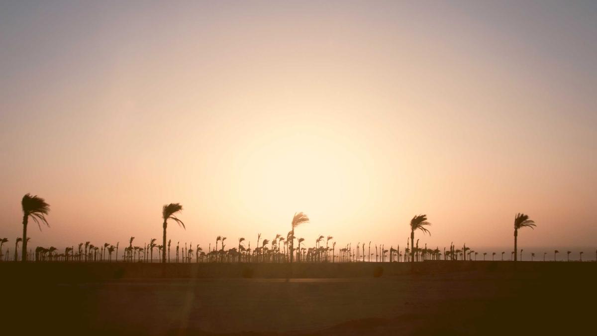 Detailansicht: Amira Aly Dubai