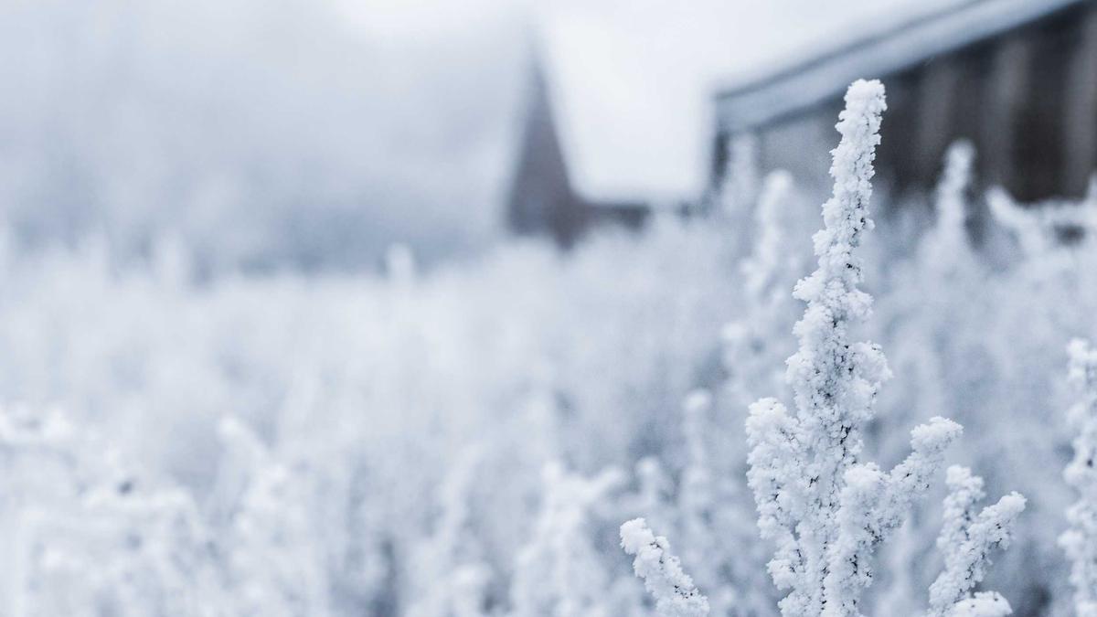 Detailansicht: Arvid Lindblad