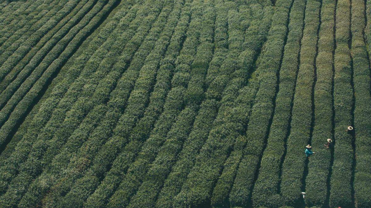 Illustration zu Asyl Flughafen Wien