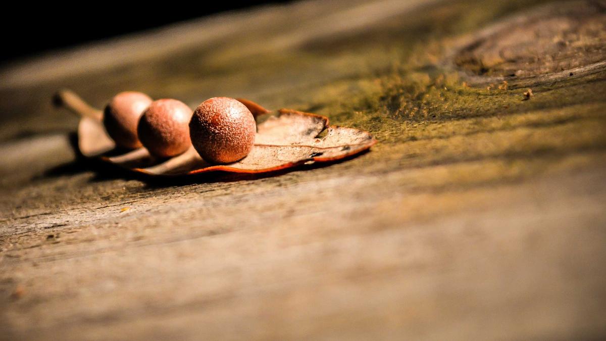 Asyl Tessin Detailansicht: Asyl Tessin