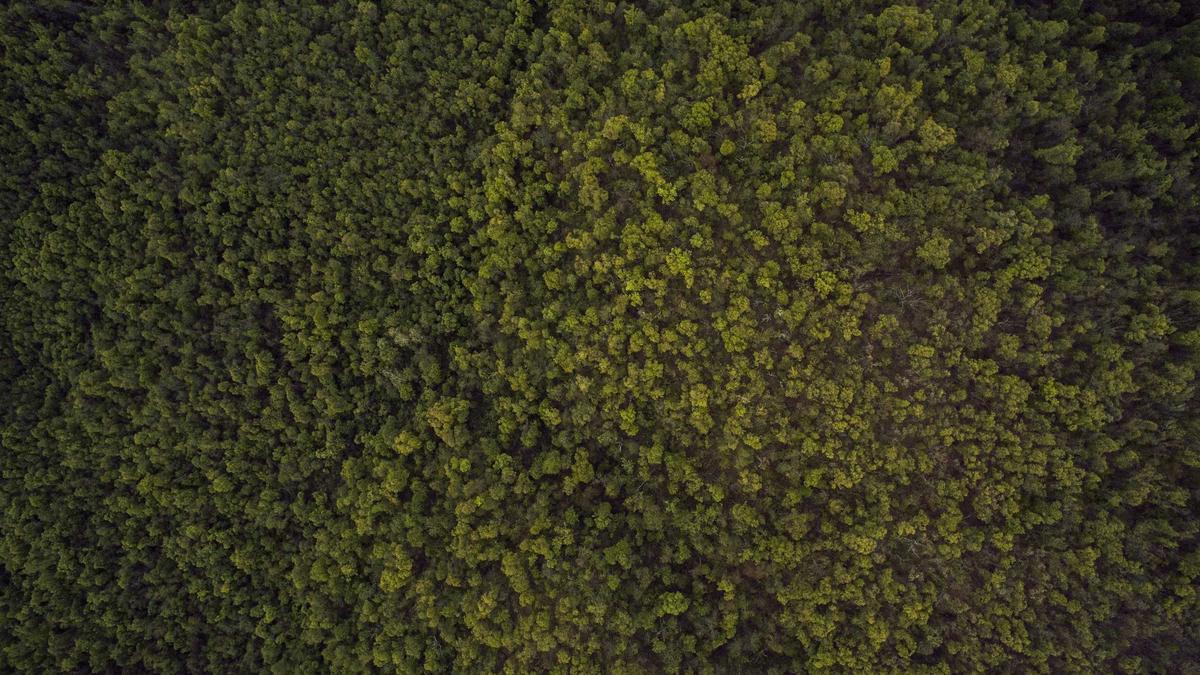 Bob Dylan Symbolbild zum Thema Bob Dylan