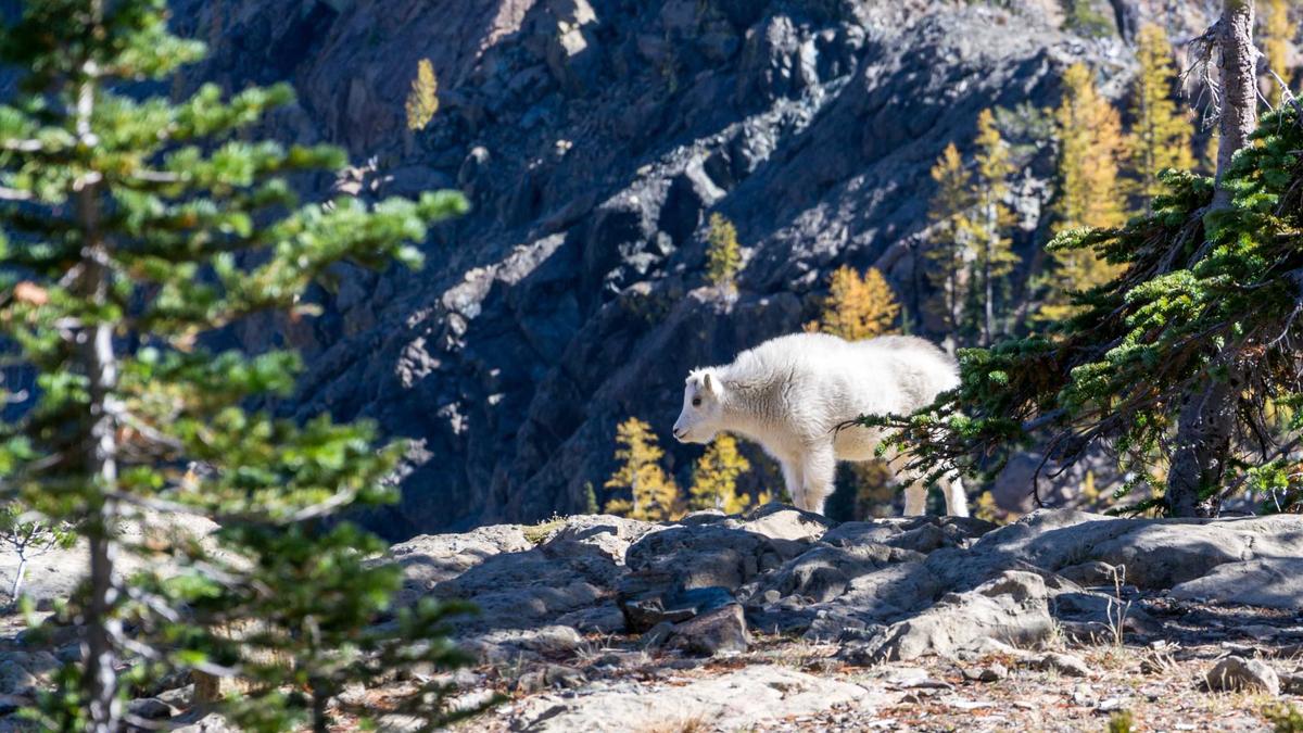 Symbolbild zum Thema CNTR Jonas Andrulis