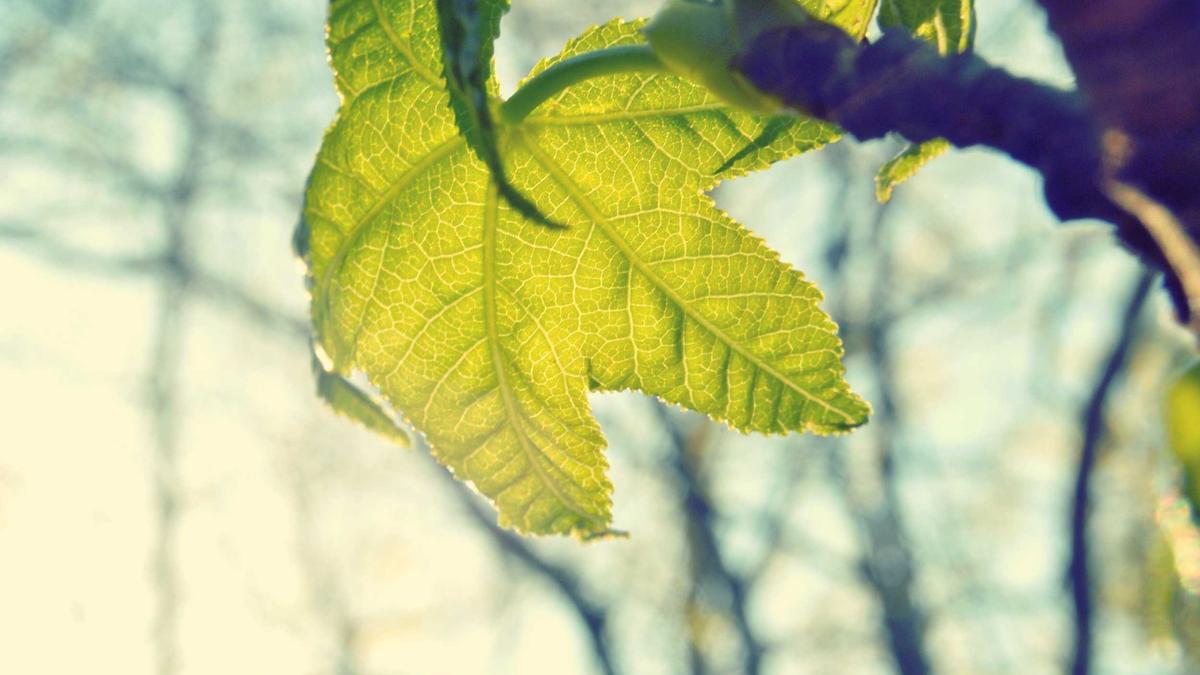 CO2 Bilanz Ernährung Illustration zu CO2 Bilanz Ernährung