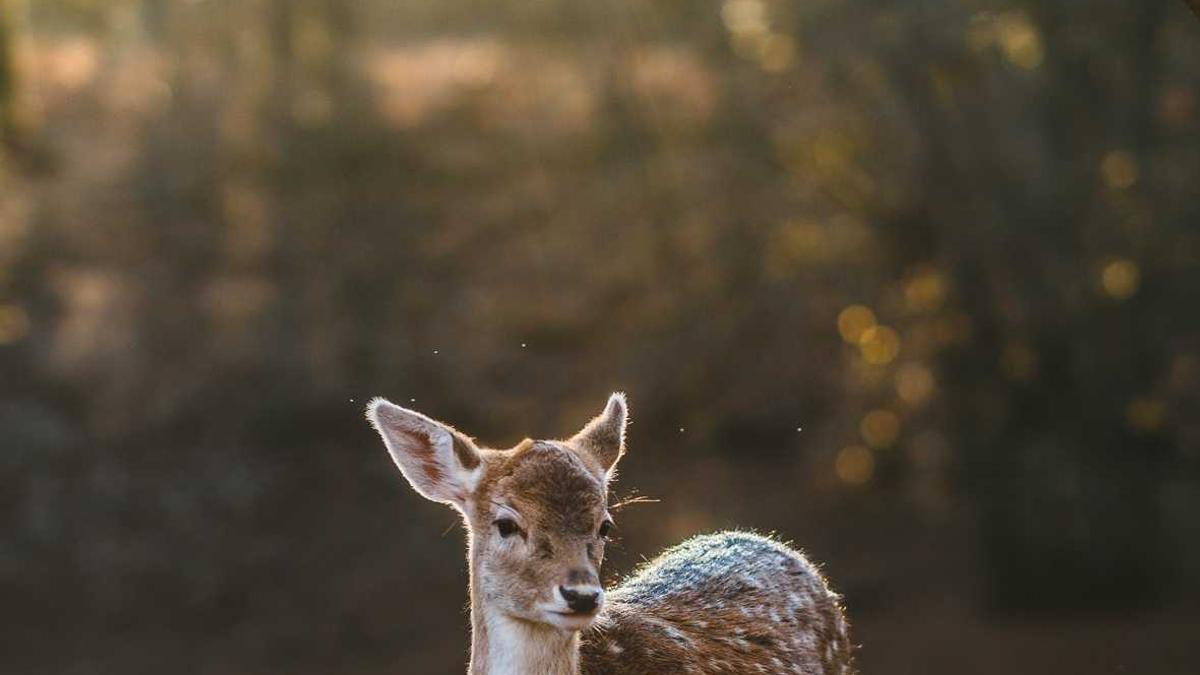 Illustration zu Daniel Radcliffe Horns