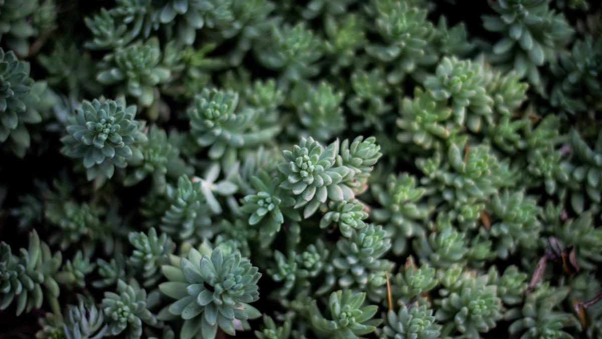 Detailansicht: Die Mumie Film