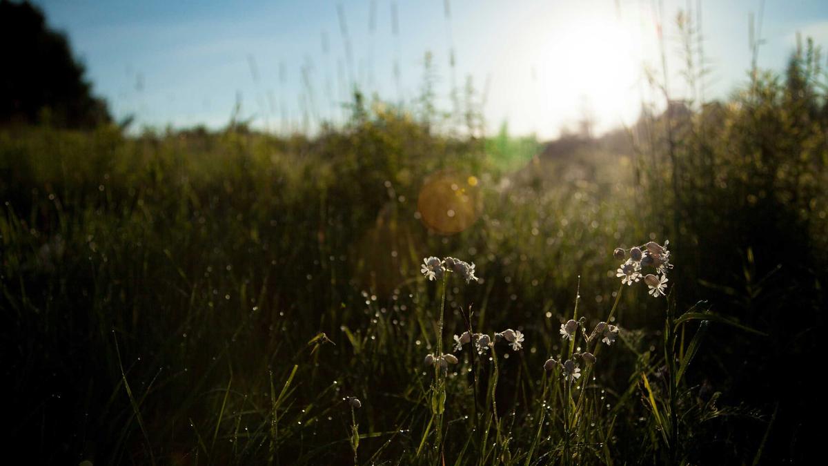 Detailansicht: Drogenboss Festnahme