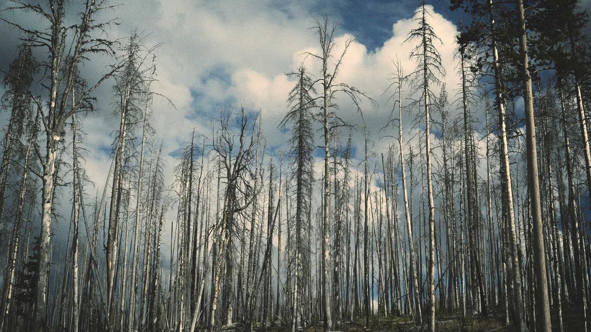 Symbolbild zum Thema Eislöwen Dresden Torwart