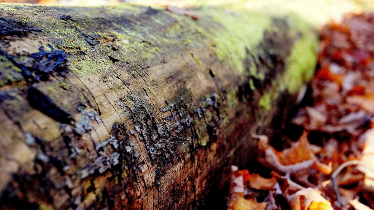 Elversberg Detailansicht: Elversberg