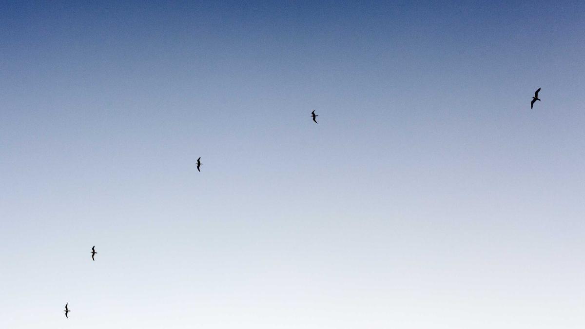 Detailansicht: Farah Diba