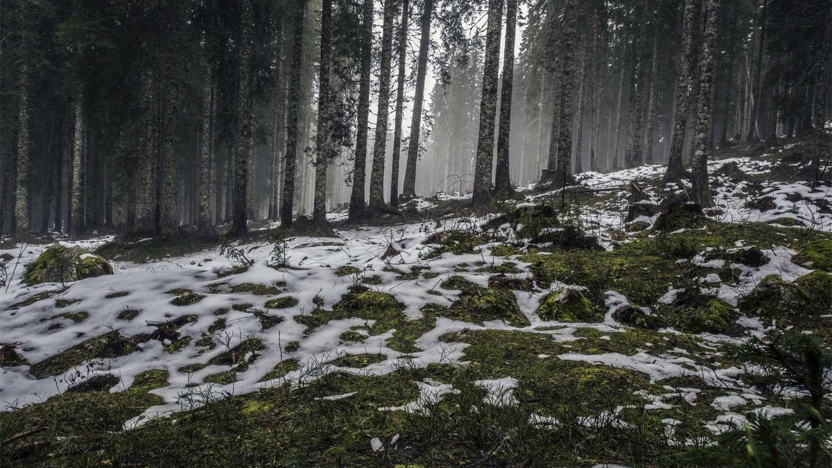 Gestohlene Räder Gefunden Detailansicht: Gestohlene Räder Gefunden