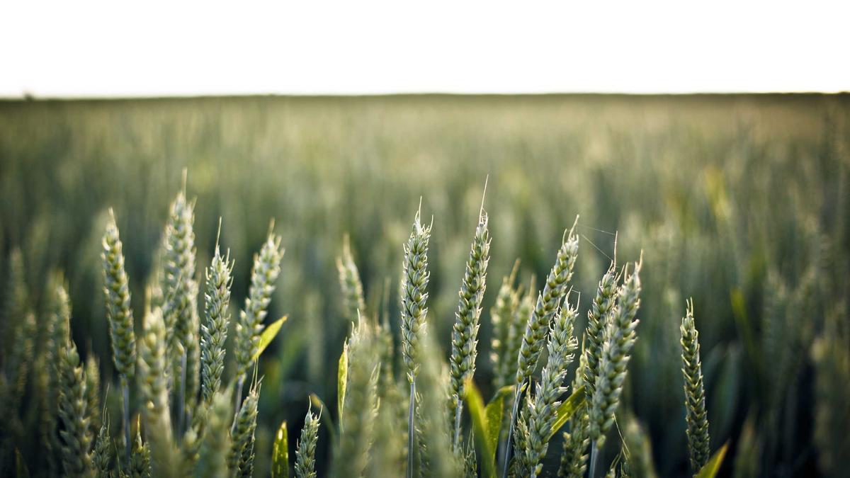 Google Illustration zu Google