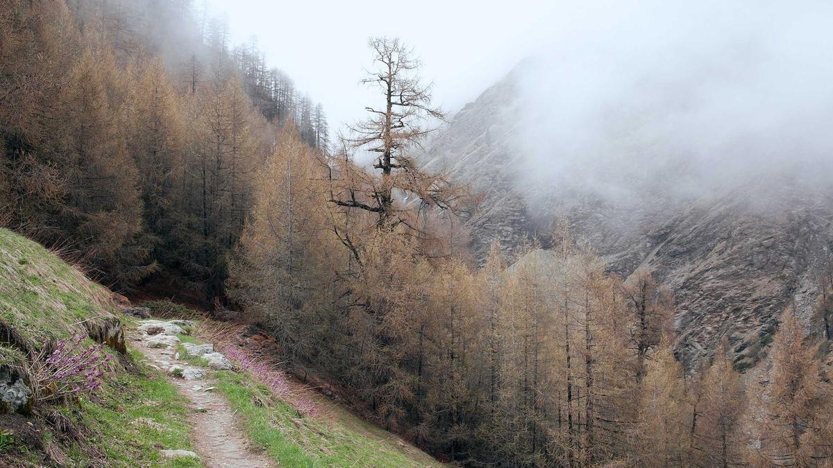 Detailansicht: Illegale Einreise Zittau