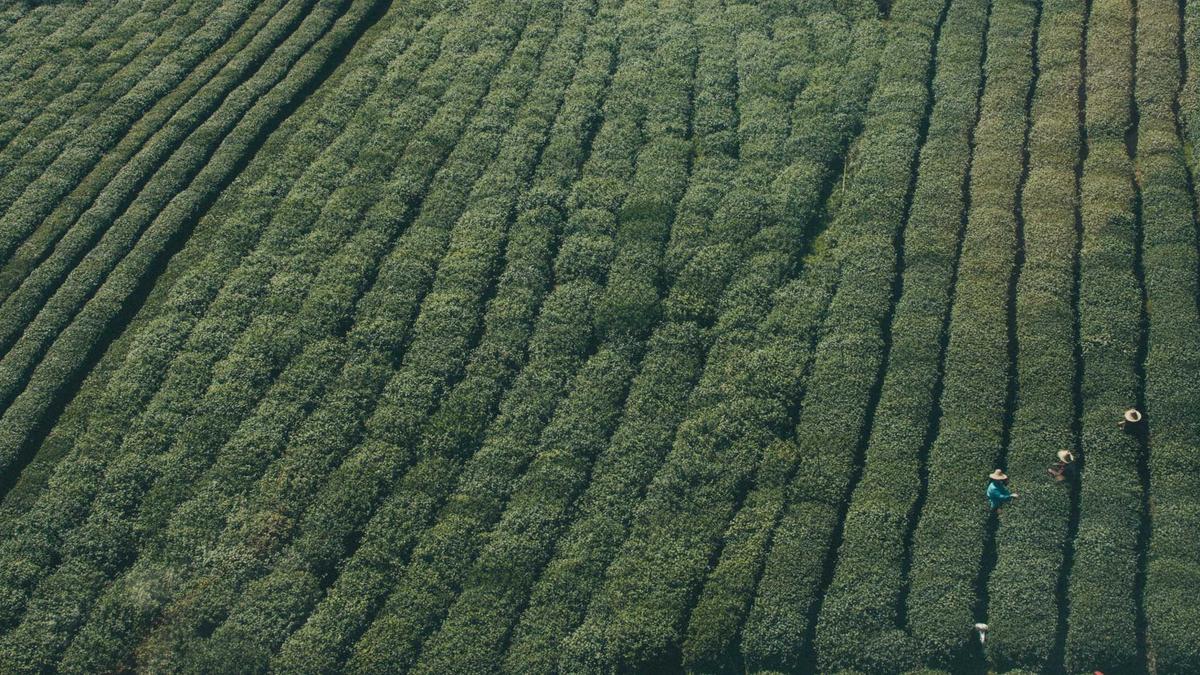 Individualbesteuerung Umfrage Detailansicht: Individualbesteuerung Umfrage