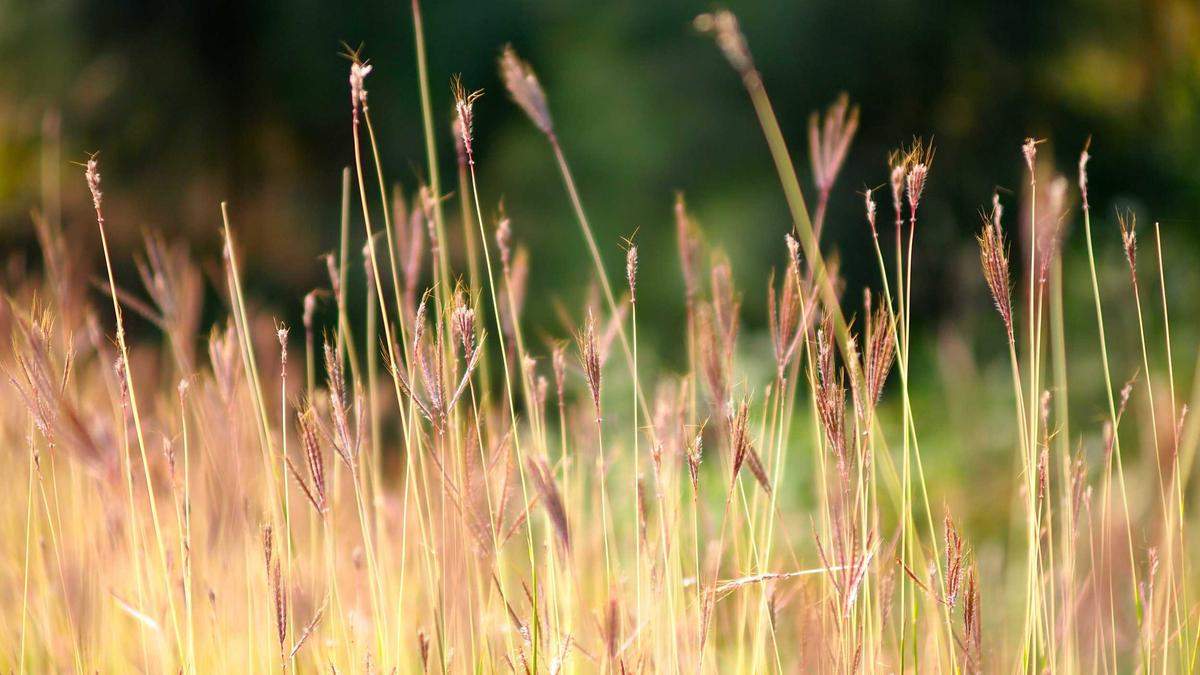 Detailansicht: Jänschwalde Sprengung