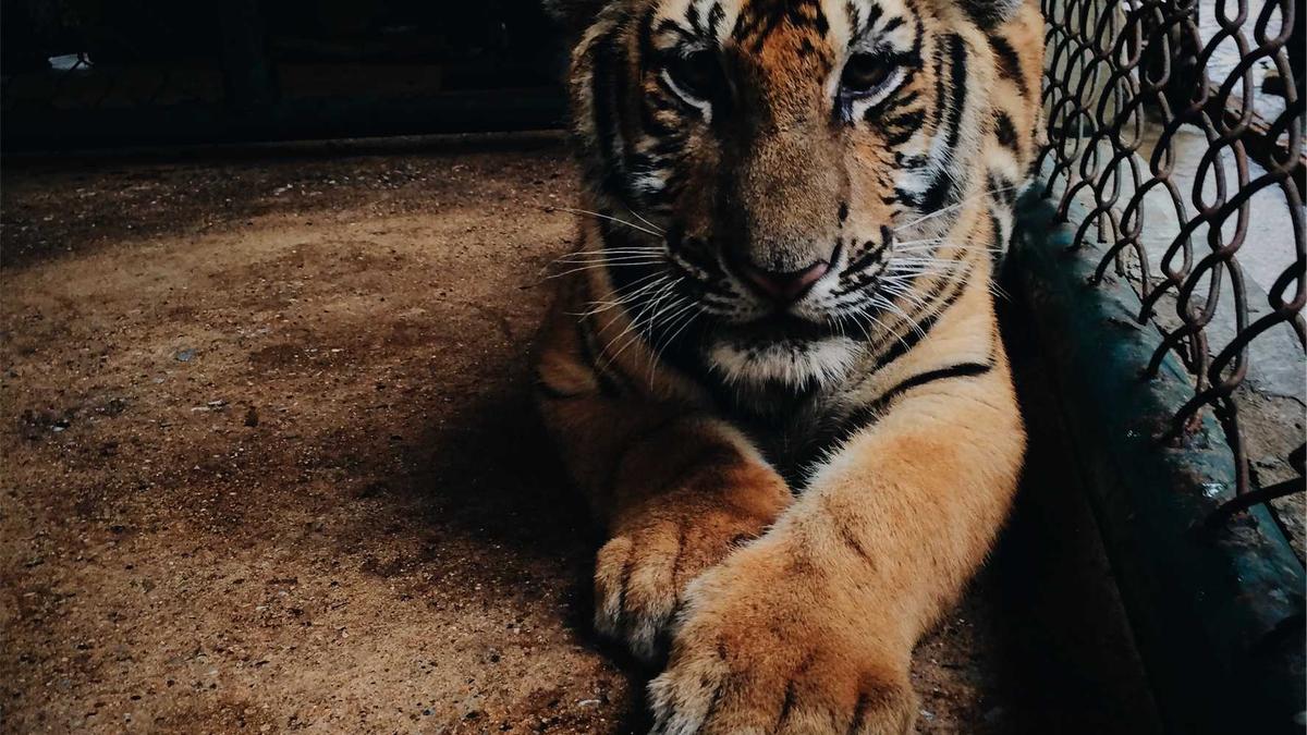 Kannawurf Drogen Symbolbild zum Thema Kannawurf Drogen