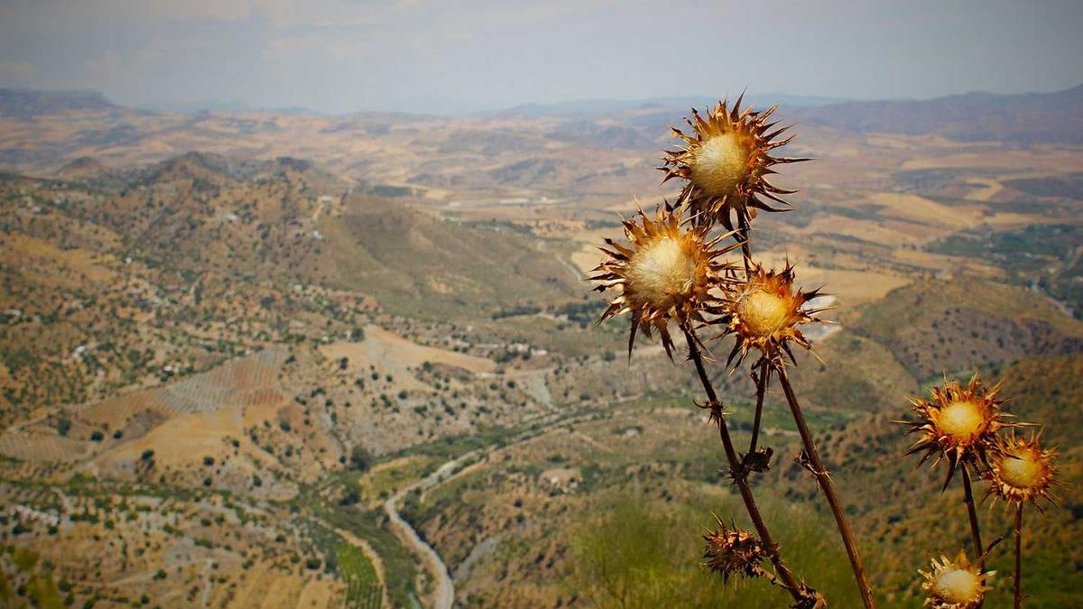 Illustration zu Liga Nebelspiel