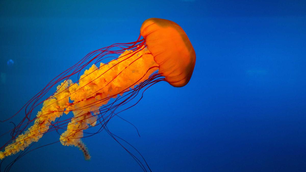 Detailansicht: Martin Scorsese