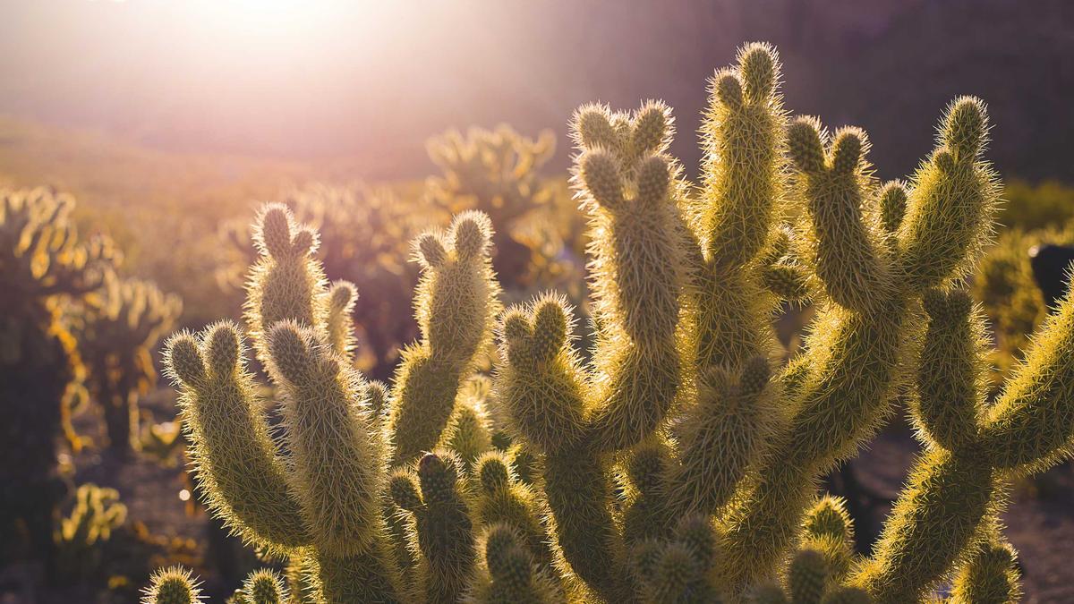 Matthias Reim Fehlgeburt Detailansicht: Matthias Reim Fehlgeburt