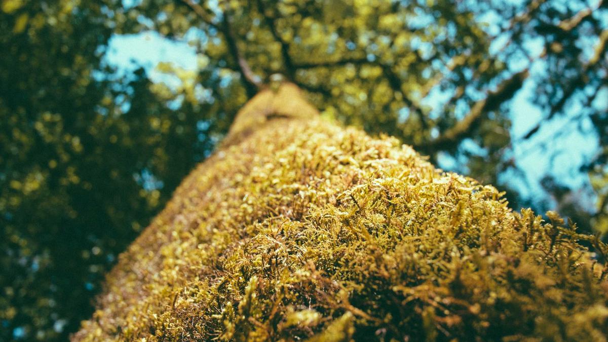 Naturschutzgebiet Fanel Detailansicht: Naturschutzgebiet Fanel