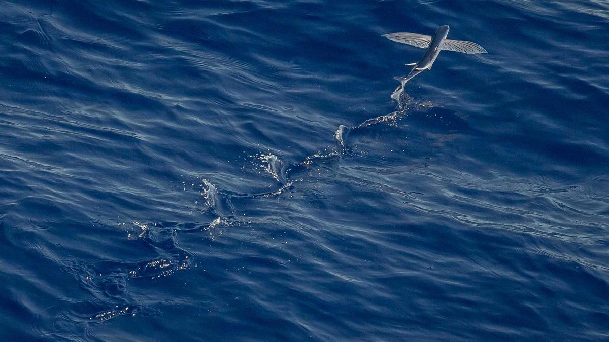 Navy Cis Symbolbild zum Thema Navy Cis