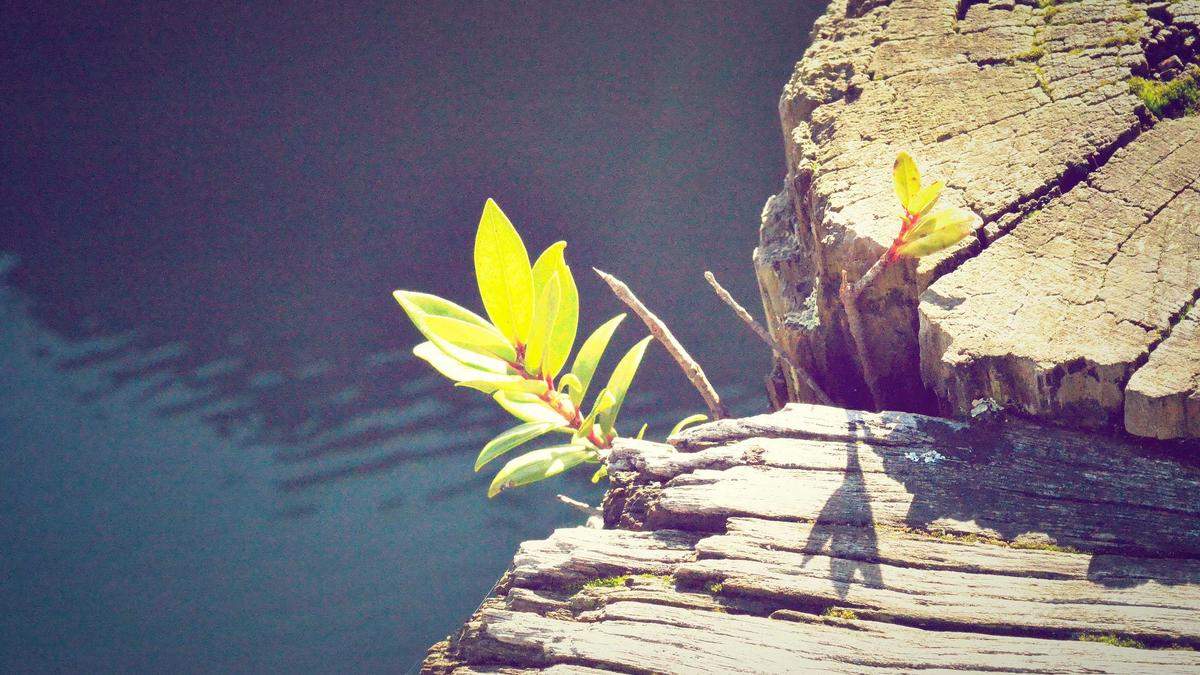 Detailansicht: Pinguin Instagram Trend