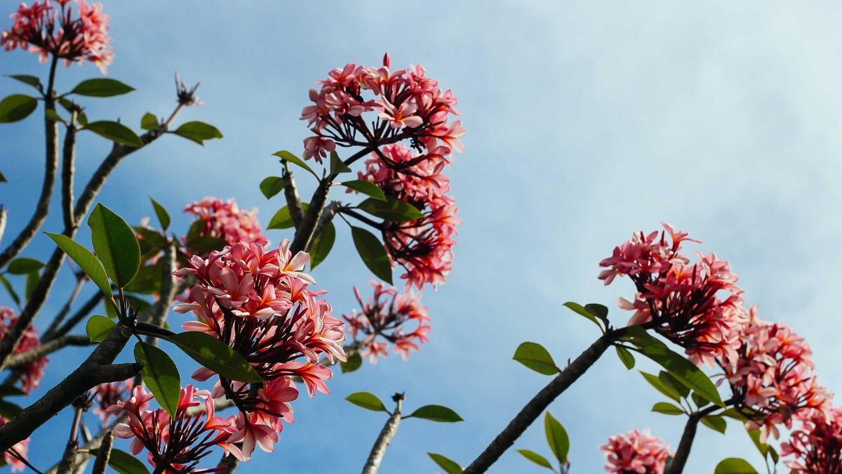 Detailansicht: Polizei Fahndung Bremen