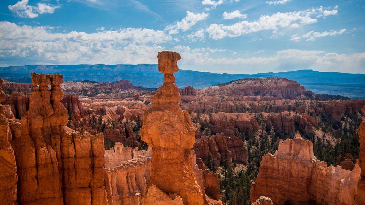 Illustration zu Reitzenhain Grenze Welpen