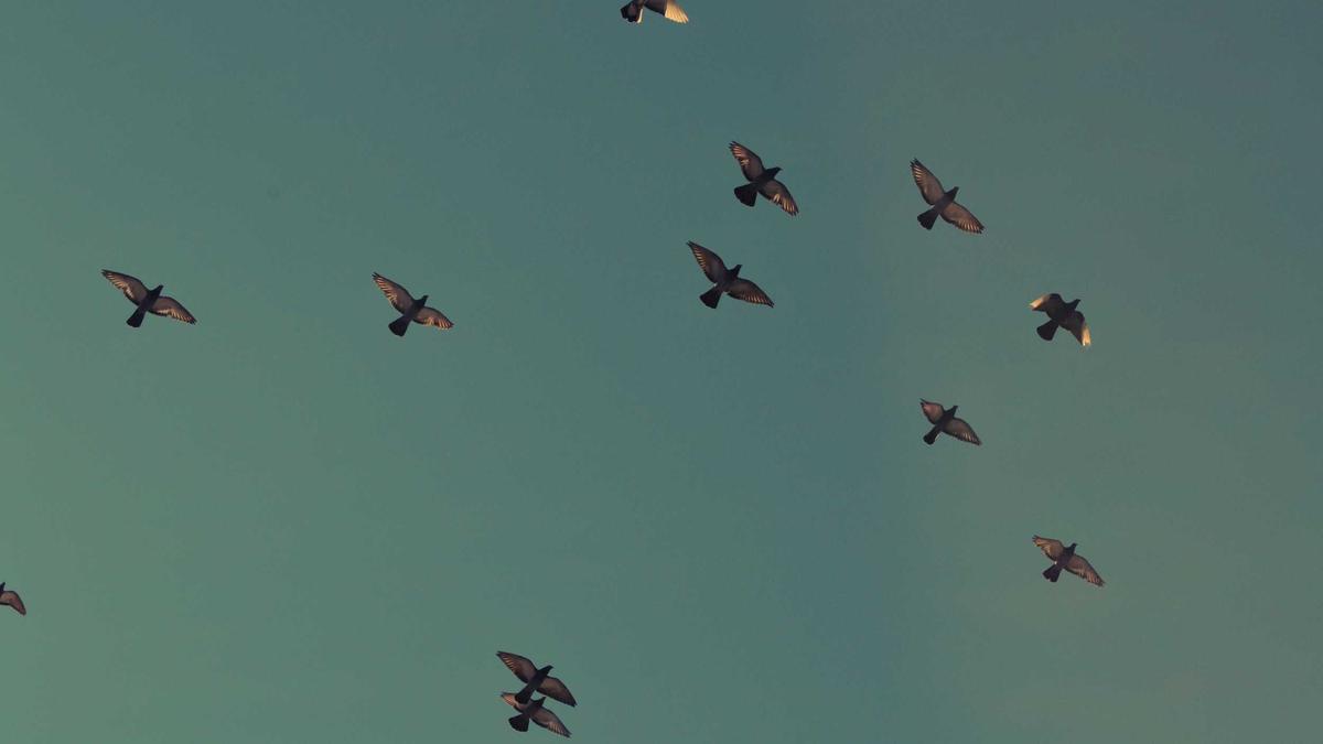 Detailansicht: SAP KI Gebühren