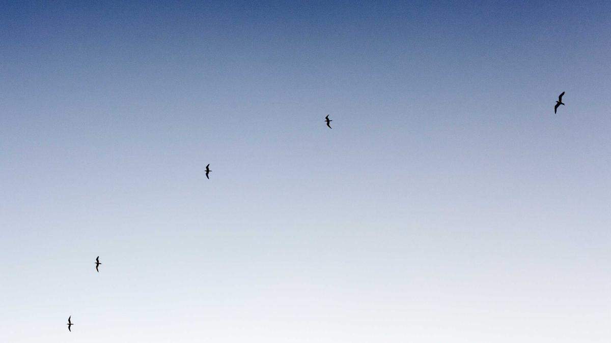 Detailansicht: Sharon Battiste Haarausfall