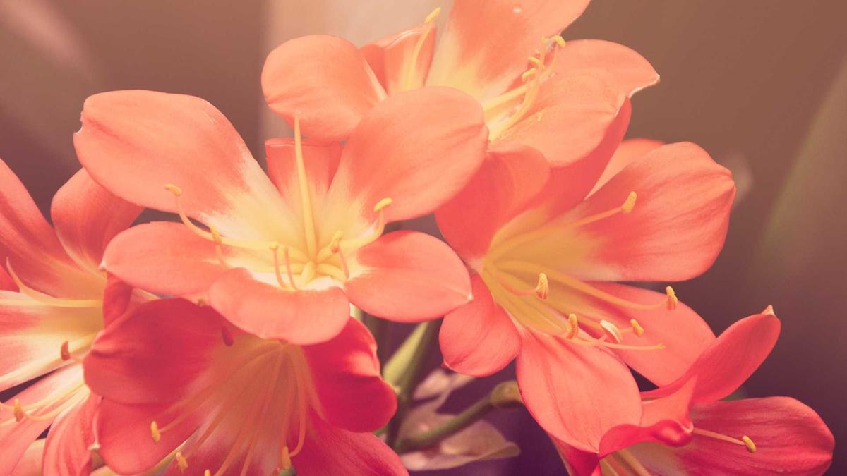 Illustration zu Stellantis Diesel