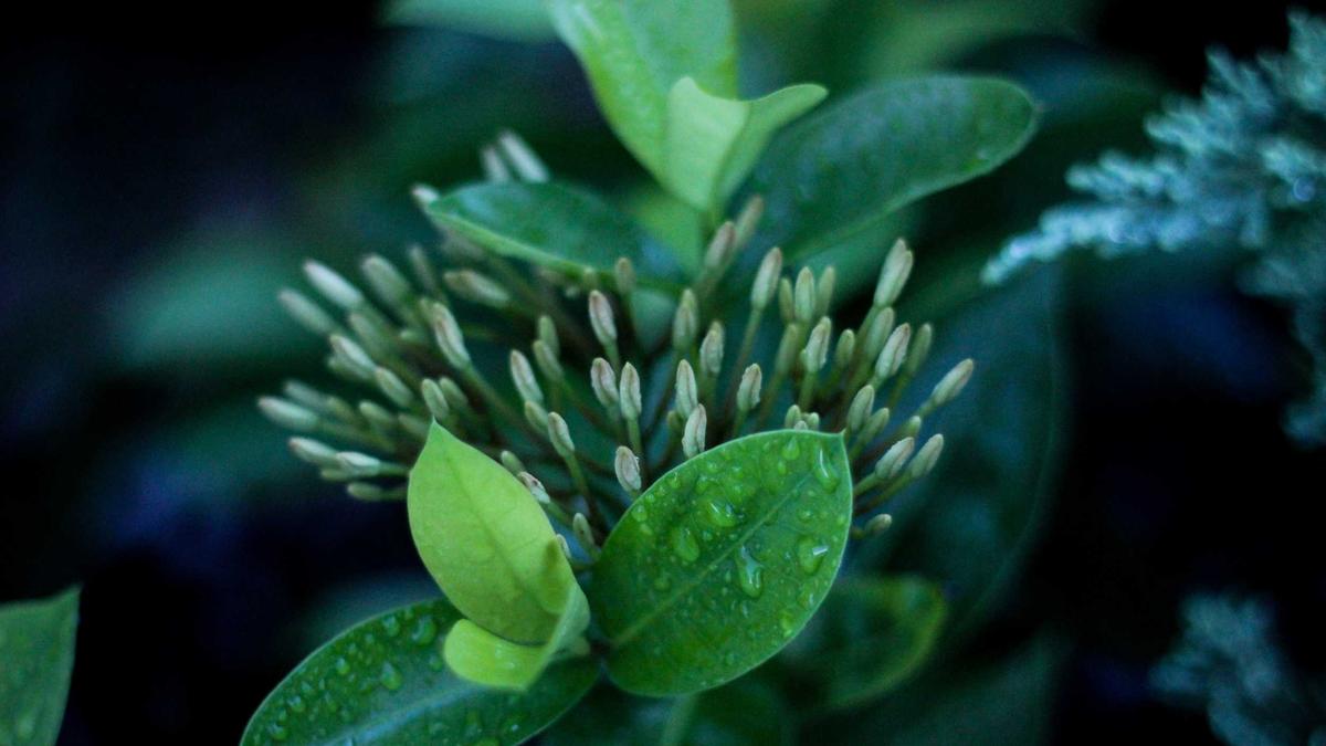 SUV Statussymbol Detailansicht: SUV Statussymbol