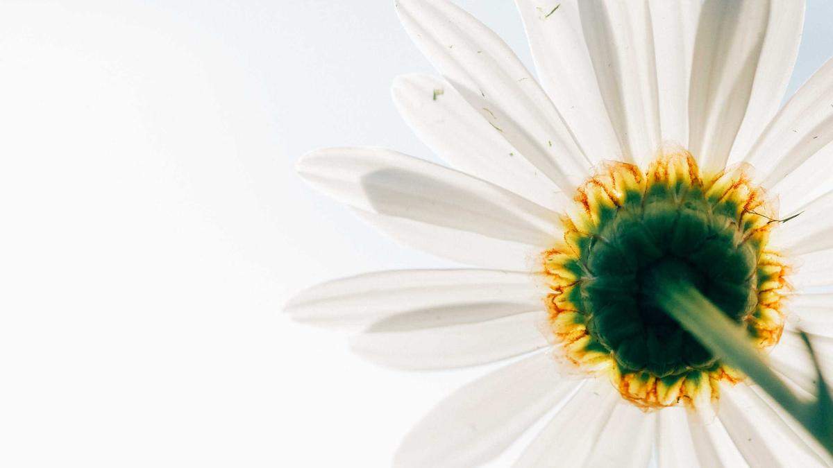 Detailansicht: The Revenant Amazon Prime