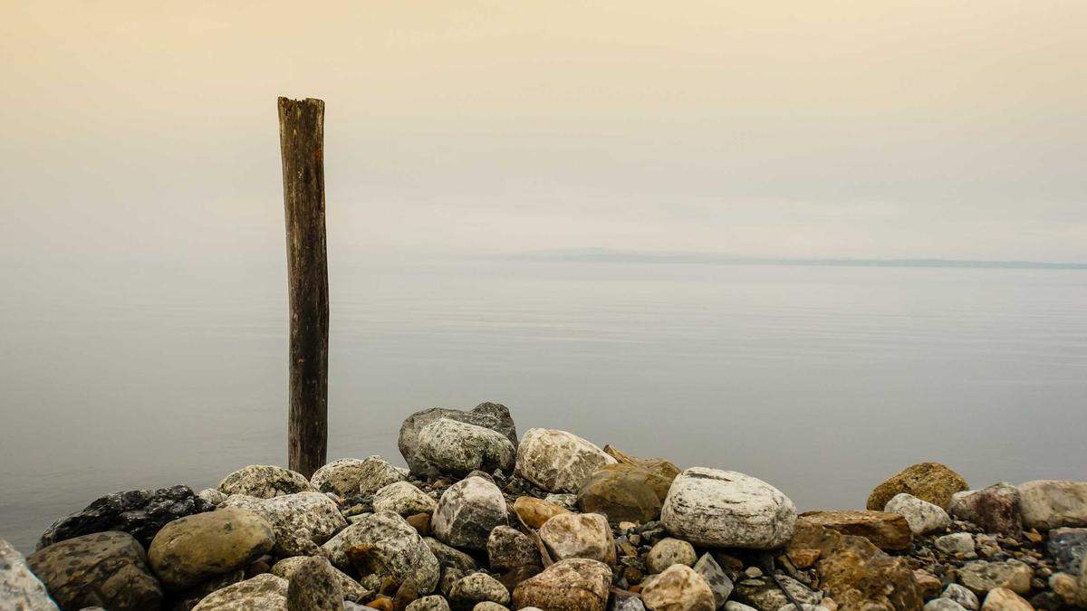 Detailansicht: Tier Hybride