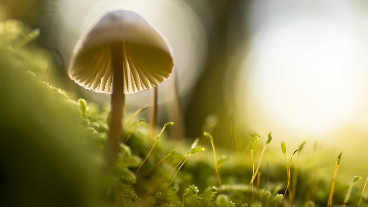 Trunkenheit Speed Pedelec Detailansicht: Trunkenheit Speed Pedelec