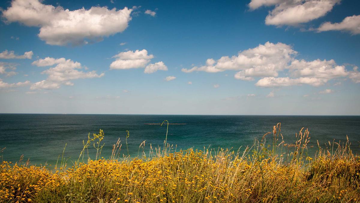 Wal Ostsee Aktuell Detailansicht: Wal Ostsee Aktuell