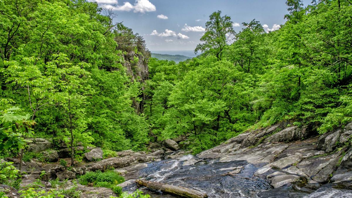 Illustration zu Wal Strandung Schleswig-holstein