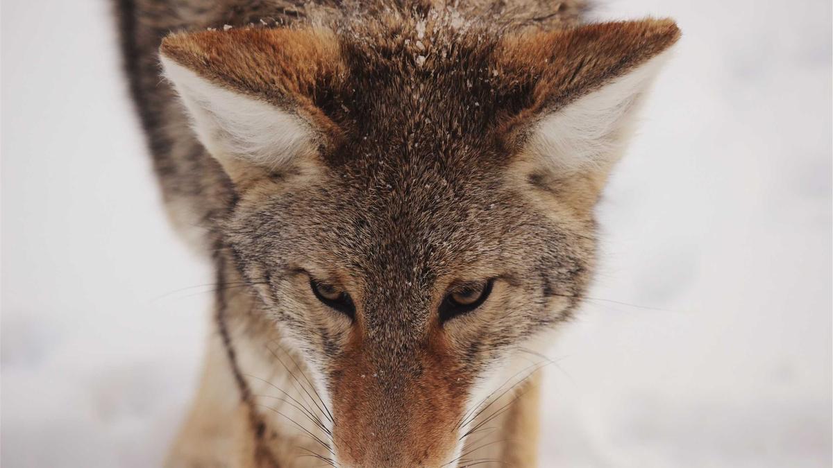 Symbolbild zum Thema Werder Bremen Frauen