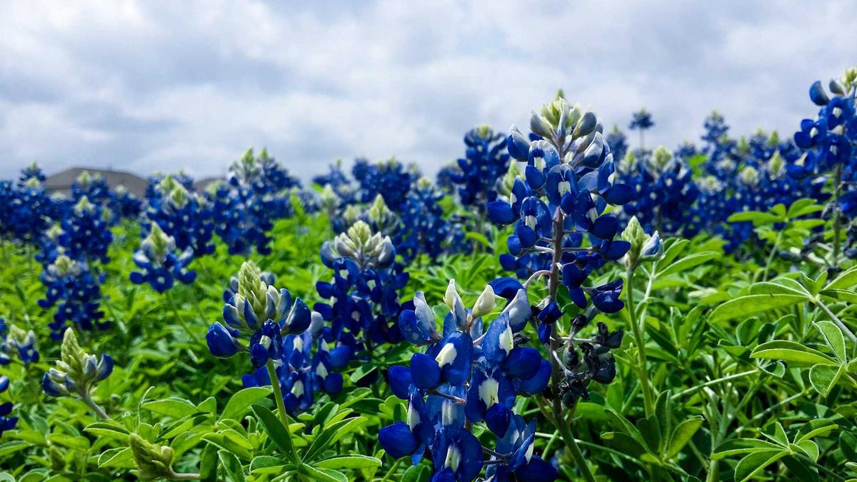 Illustration zu WhatsApp Gastmodus