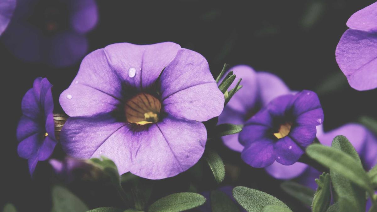 Illustration zu Wo Finden Die Nächsten Olympischen Winterspiele Statt