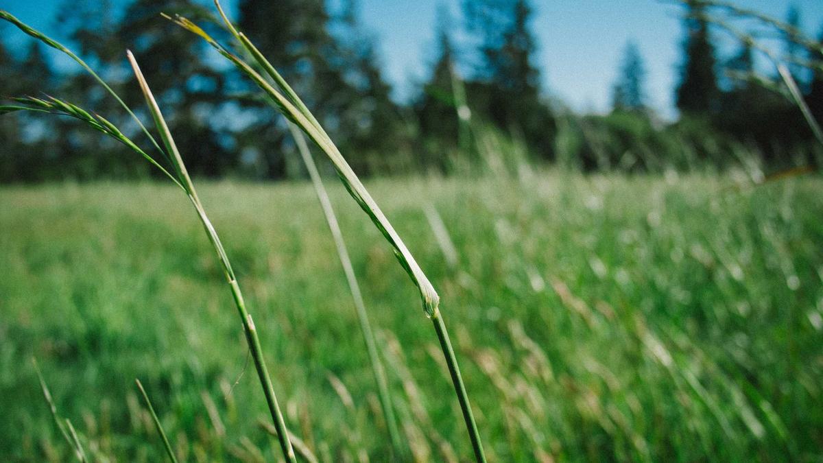 Detailansicht: Yellowstone Macher Neue Serie