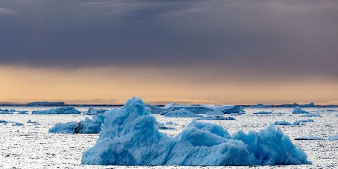 Pinguin: Social Media: "Aber warum": Einsamer Pinguin wird zum Social-Media-Hit