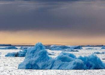 Pinguin: Social Media: "Aber warum": Einsamer Pinguin wird zum Social-Media-Hit